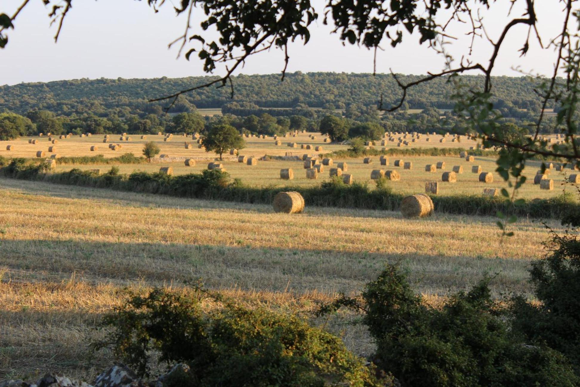Masseria San Lorenzo Resort Fasano Ngoại thất bức ảnh